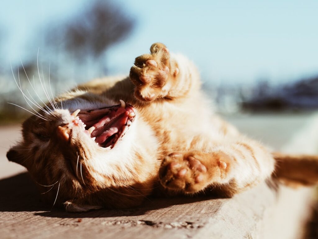 Photo stress management